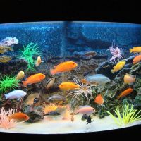 varianta unei frumoase decorațiuni a unei fotografii de acvariu acasă
