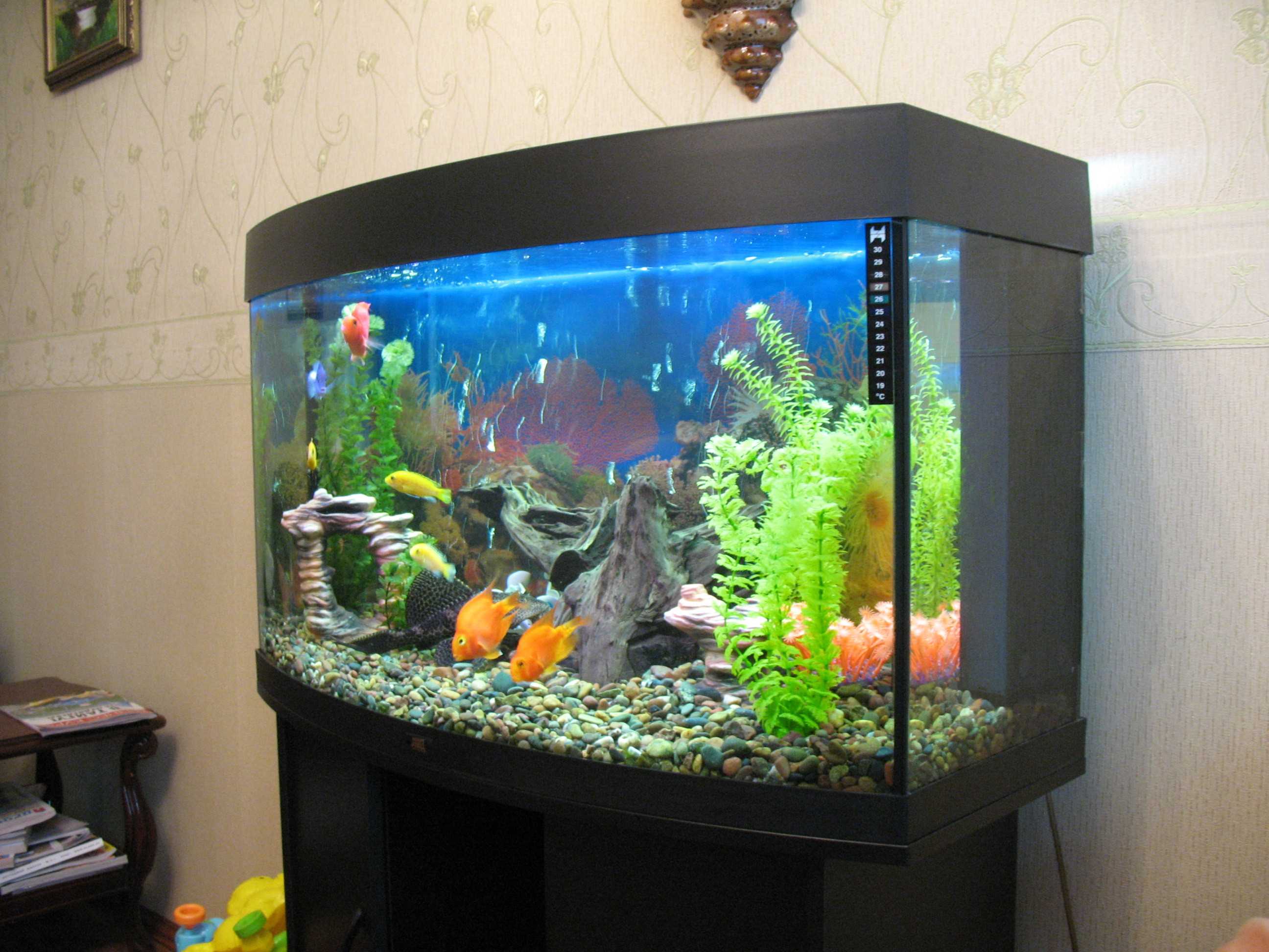 ideea unui frumos decor acvariu acasă