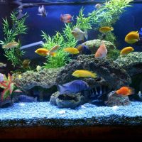 ideea unei frumoase decorațiuni a unei fotografii de acvariu acasă