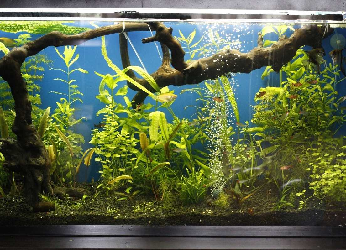 die idee der schönen aquariumdekoration