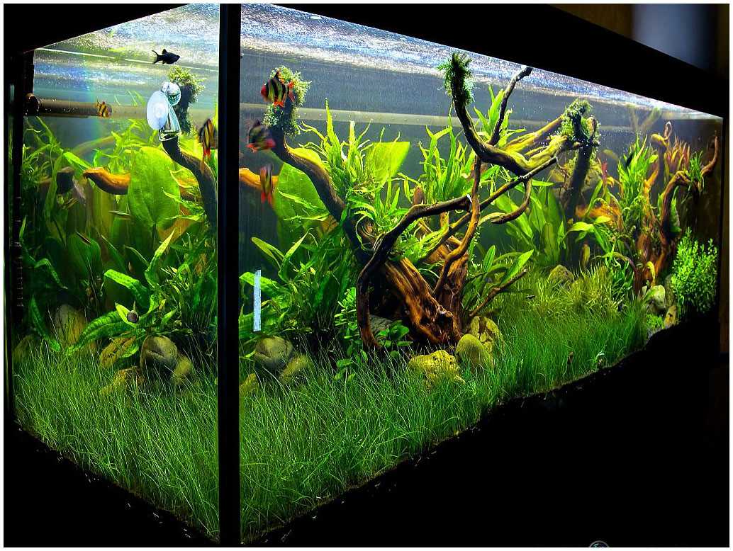 Variante der ungewöhnlichen Aquariumdekoration
