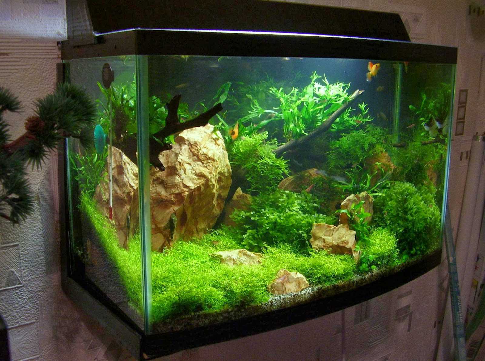 Ideea de decorare originală acvariu acasă