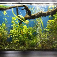 het idee van een helder ontworpen aquariumfoto