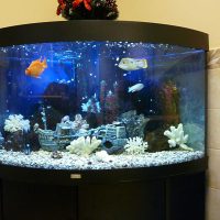 Ideea unui design luminos al unei fotografii de acvariu acasă