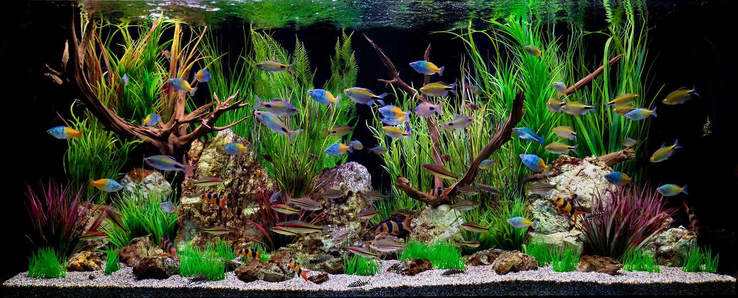 variant van prachtige aquariumdecoratie