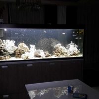 možnost světlé dekorace akvárium fotografie