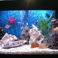 optie heldere decoratie aquariumfoto