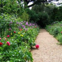 идеята за използване на красиви градински пътеки в дизайна на картината на двора