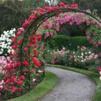 Arcul cu trandafiri peste o potecă de grădină