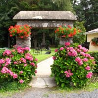 Hortensii roz pe laturile unei căi de grădină