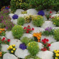 Flori anuale între bolovani de piatră