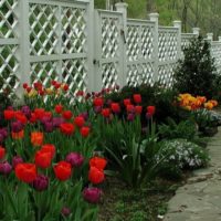 Záhonu s tulipány podél dřevěného plotu