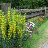 Gele bloemen langs een houten hek