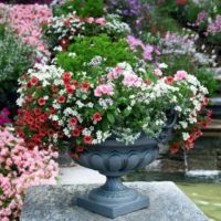 Mooie bloemen in een betonnen pot