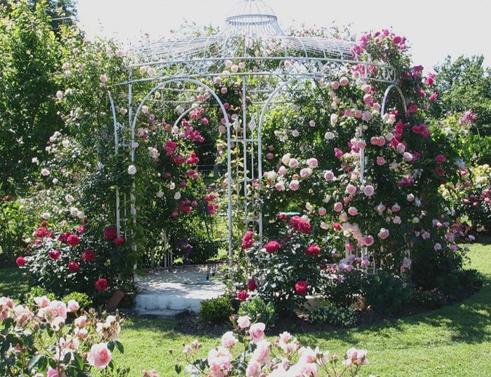 metalen open tuinhuisje met bloeiende rozen