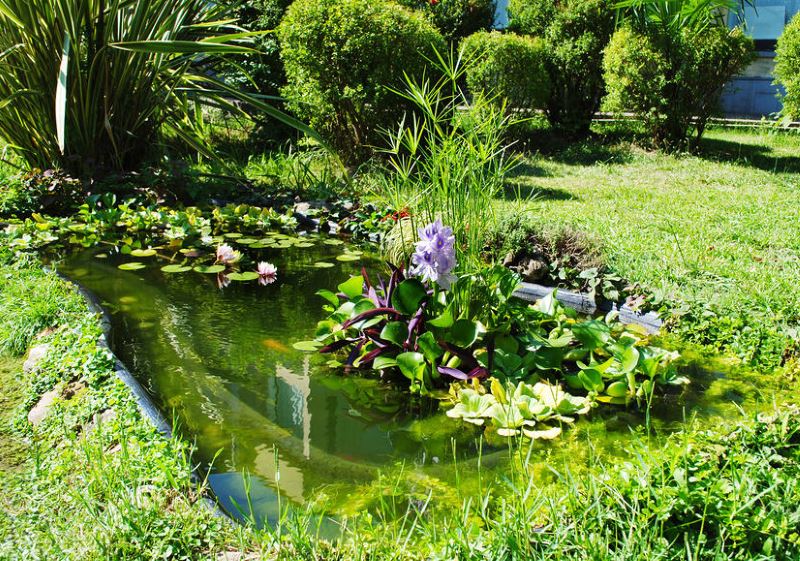 Kolam taman kecil dengan tumbuh-tumbuhan akuatik