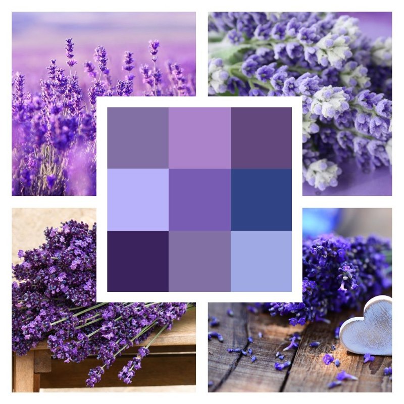 Varieti warna lavender dalam reka bentuk dalaman