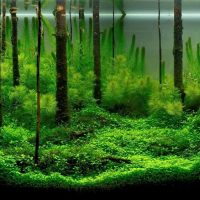 Moss ukras dna akvarija