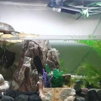 Acvariu de broască țestoasă deasupra