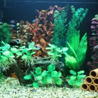 Decorarea unui acvariu cu plante acvatice