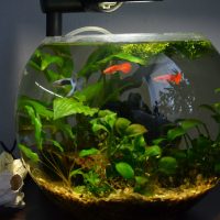 Kulaté akvárium s červenými rybami