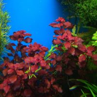 Barde lišće podvodnih biljaka