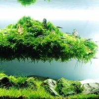 Plovoucí ostrov zeleného mechu