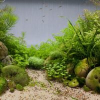 Imitacija algi iz džungle