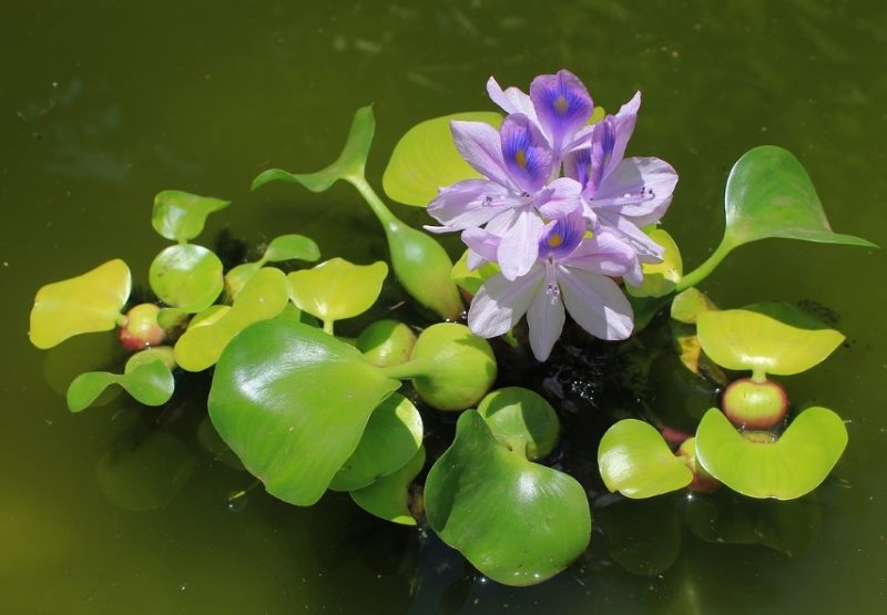 Eichornia gondok air dengan bunga ungu