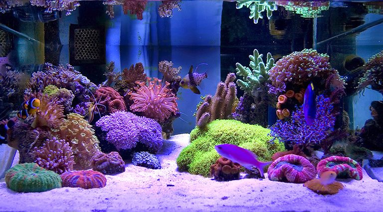 Frumoasă lume subacvatică cu corali
