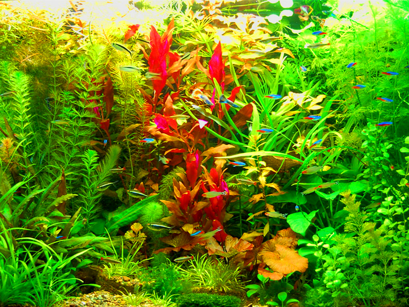Abundența vegetației în acvariul în stil olandez