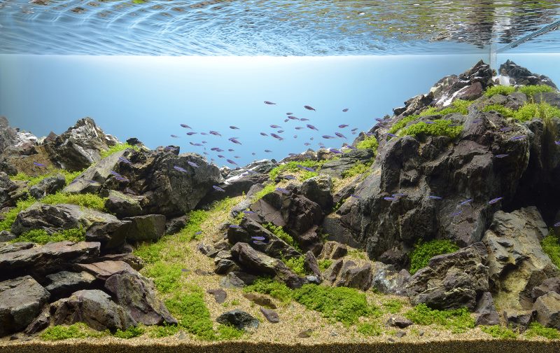 Hiasan akuarium yang realistik dengan batu semula jadi