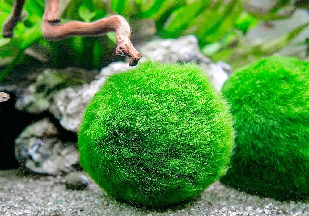 Zelené řasy koule na dně akvária