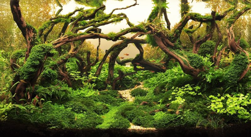Hiasan akuarium dengan akar dan alga
