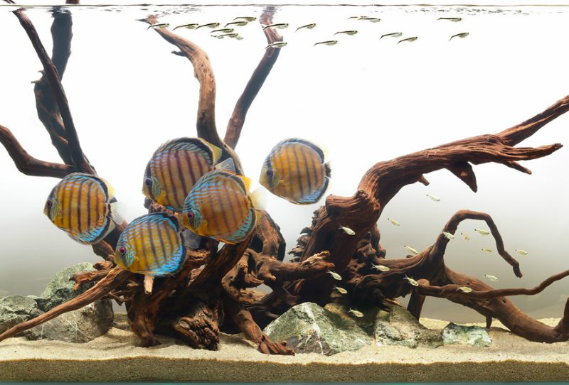 Prugaste ribe u riječnom akvariju