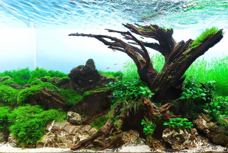Kořeny stromu uvnitř akvária