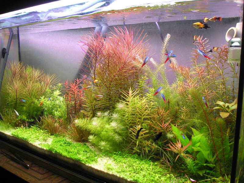 Tumbuhan air yang berwarna-warni di dalam akuarium rumah
