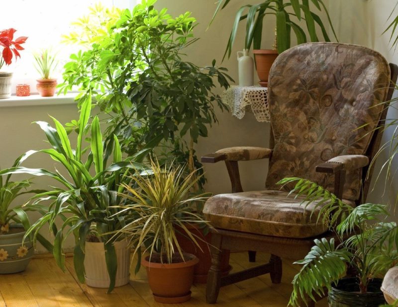 Smeđa stolica među kućnim biljkama