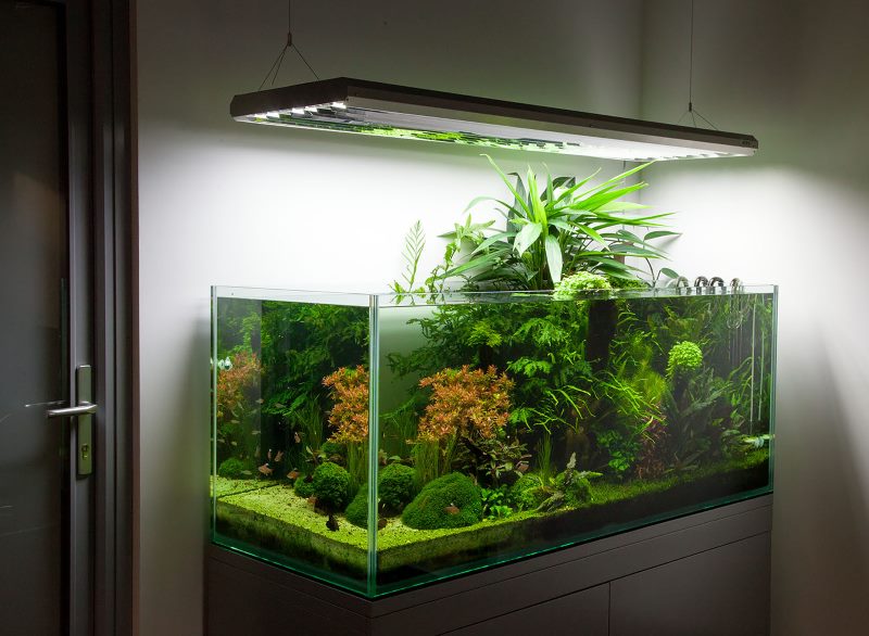 LED podsvícení nad obdélníkovým akváriem