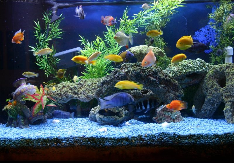 Ikan langsung di akuarium rumah