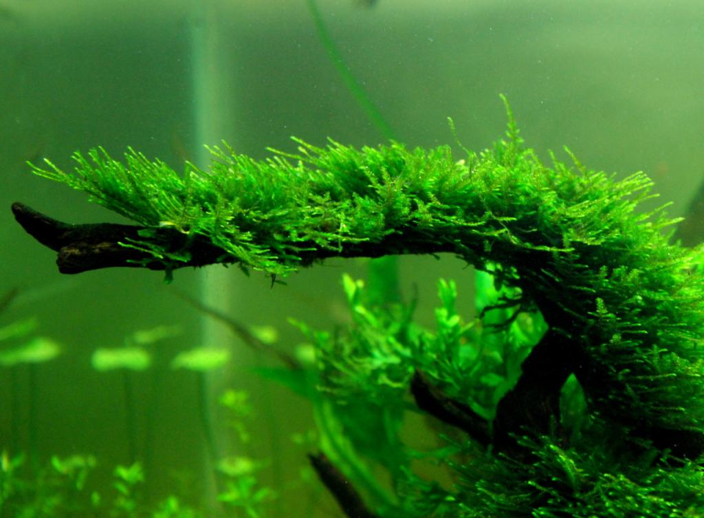 Driftwood dalam Aquarium Moss Jawa