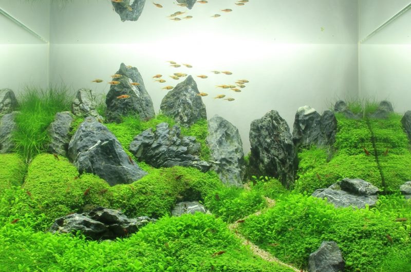 Hiasan akuarium rumah gaya Taiwan