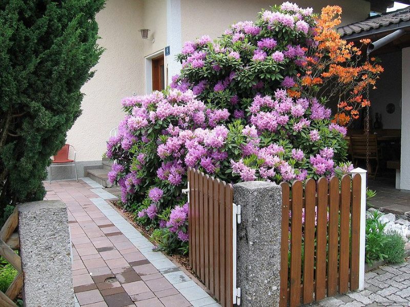 Rododendronii înfloriți în grădina din față a unei case de țară