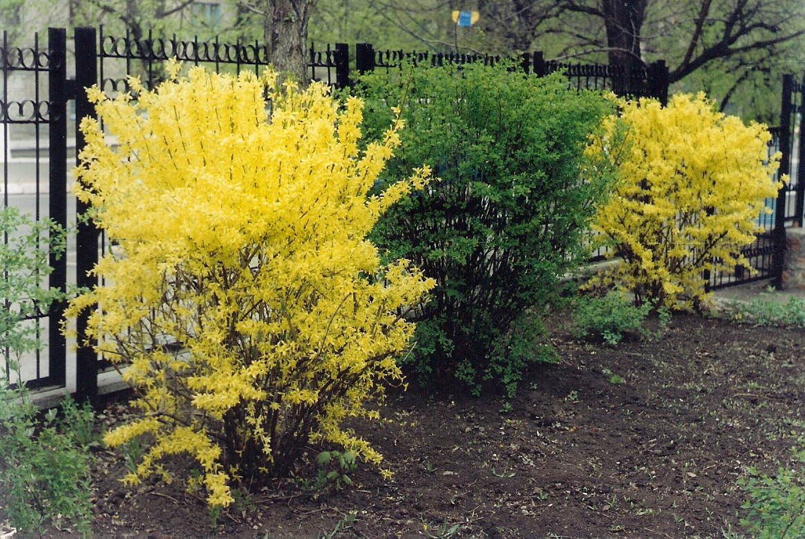 Tufișuri Forsythia galbene lângă gardul unei căsuțe de vară
