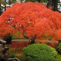 Arbust mare de arțar japonez cu o coroană strălucitoare de culoare roșu-portocaliu