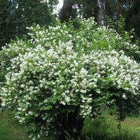 Arbust luxuriant cu flori albe