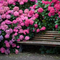 Dřevěná lavička mezi kvetoucí hortenzie