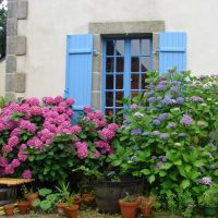 Hortenzijas krūmi lauku mājas logu priekšā