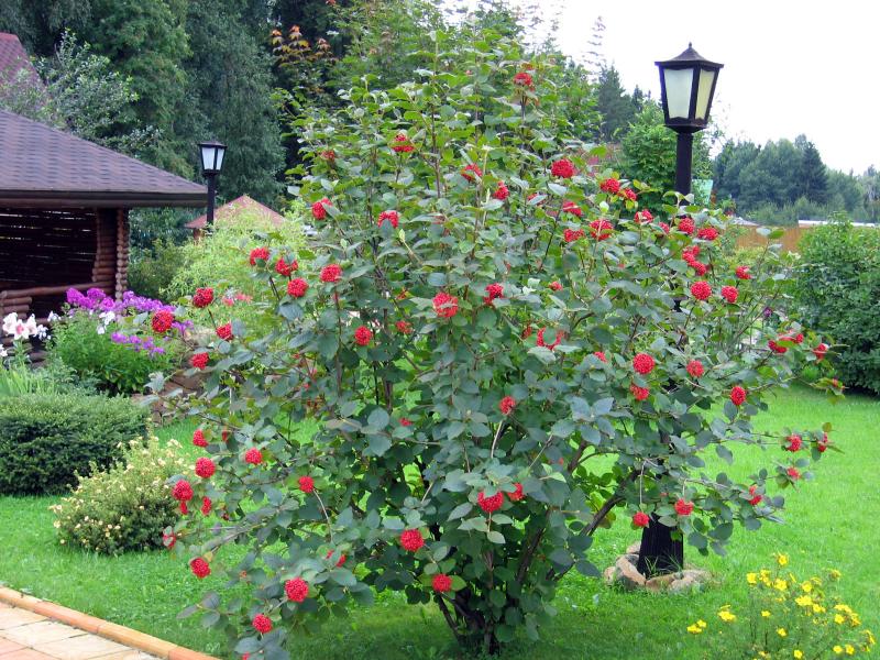 Arbust de viburnum roșu în peisajul unei căsuțe de vară