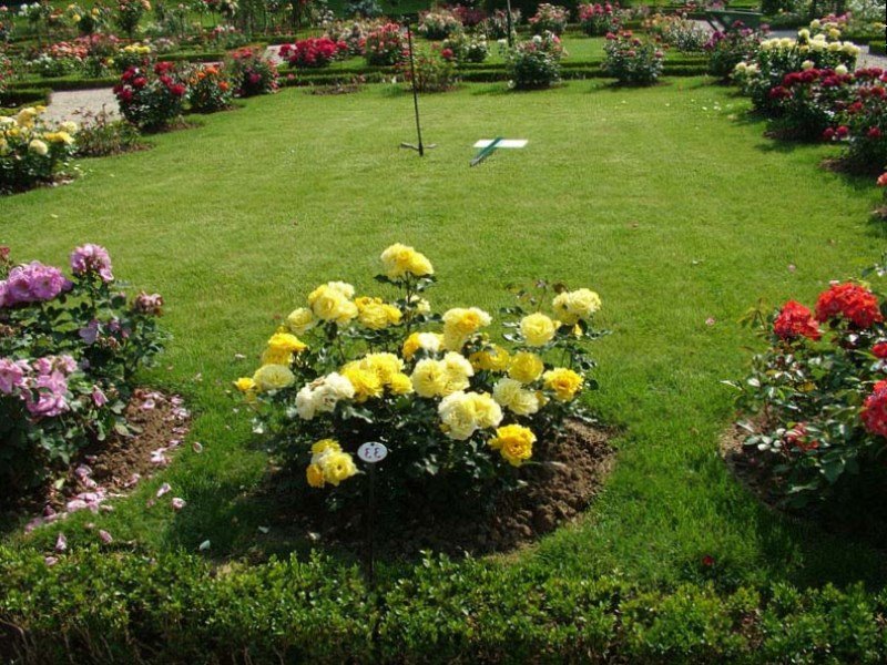 Keře rozkvetlých růží po obvodu klasického trávníku